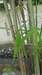 Phyllostachys aurea