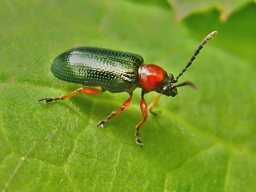 Oulema melanopus