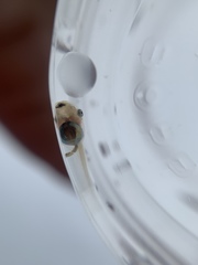 Dendropsophus parviceps