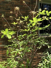 Rhododendron austrinum
