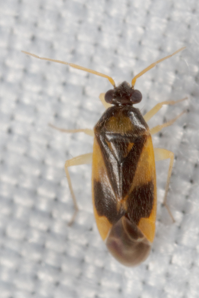 Plagiognathus maculipennis