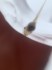 Dendropsophus parviceps