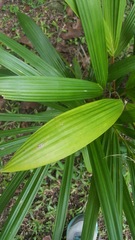 Arecaceae