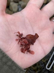 Chondrus crispus