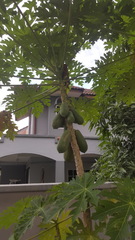 Carica papaya