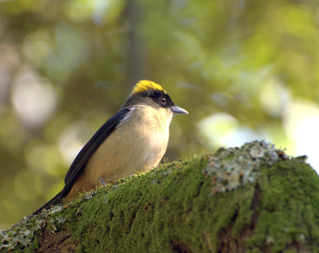 Trichothraupis