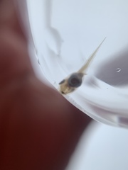 Dendropsophus parviceps