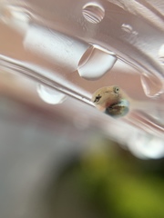 Dendropsophus parviceps