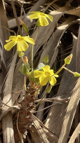 Fleshy Yellow-sorrel