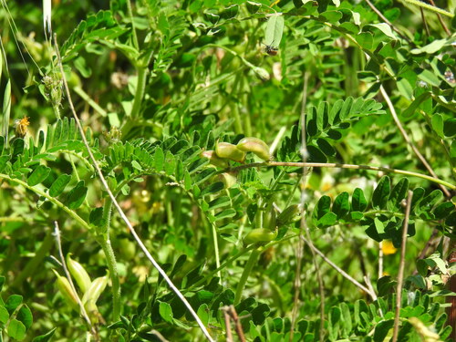 Image of Astragalus boeticus by (c) Duarte Frade, some rights reserved (CC BY)