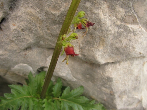 Red-stemmed Figwort (Scrophularia rubricaulis)