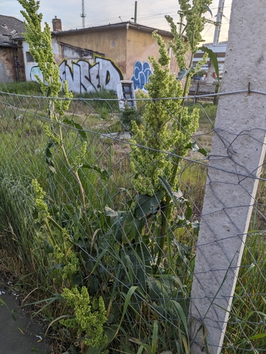 Image of Rumex patientia by no rights reserved