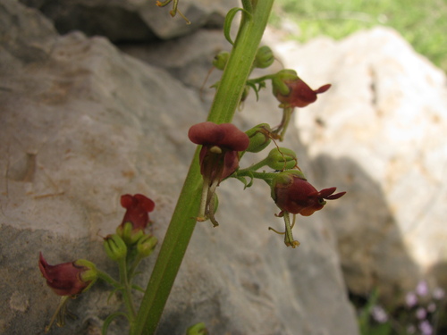 Image of Scrophularia rubricaulis by (c) Nachman bones, some rights reserved (CC BY)