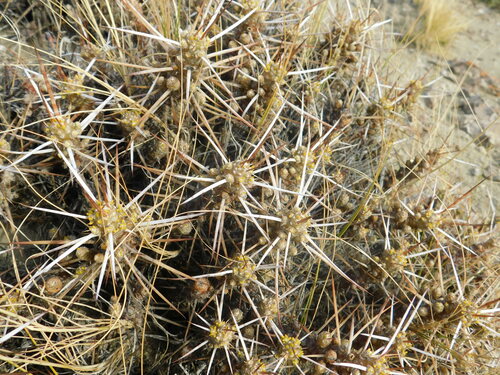 Image of Maihuenia patagonica by (c) Valentín Alfano, some rights reserved (CC BY)