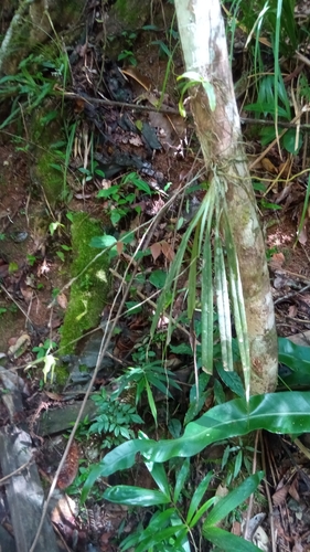 Aeranthes peyrotii Bosser 4