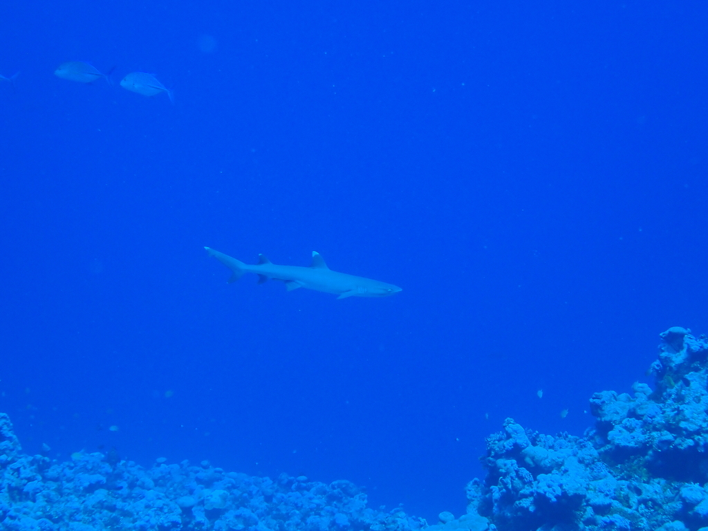 Whitetip reef shark