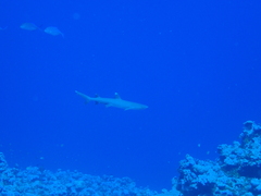 Whitetip Reef Shark