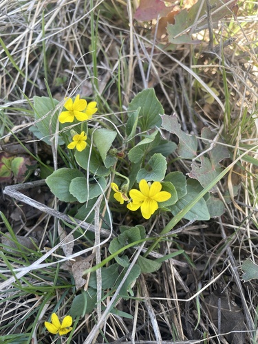 Utah violet (Viola utahensis)