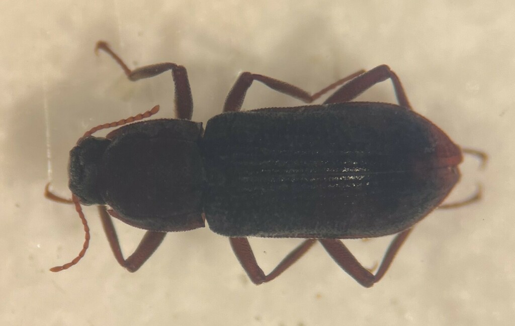Macrelmis texangusta