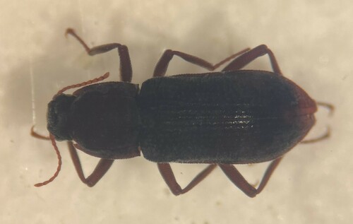 Macrelmis texangusta