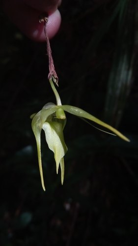 Aeranthes peyrotii image