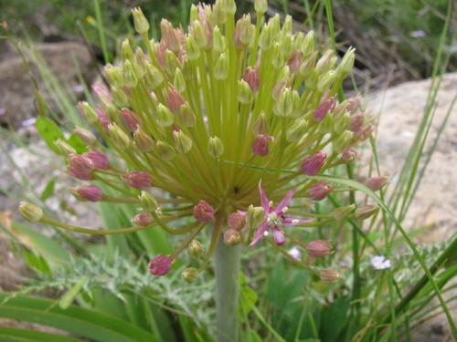Allium schubertii, photograph 2