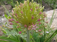Allium schubertii, photograph (c) Nachman bones, some rights reserved (CC BY)