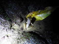 Lithobates warszewitschii