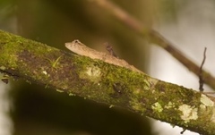 Anolis ortonii