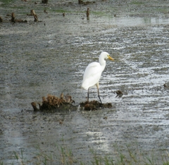 Ardea intermedia brachyrhyncha