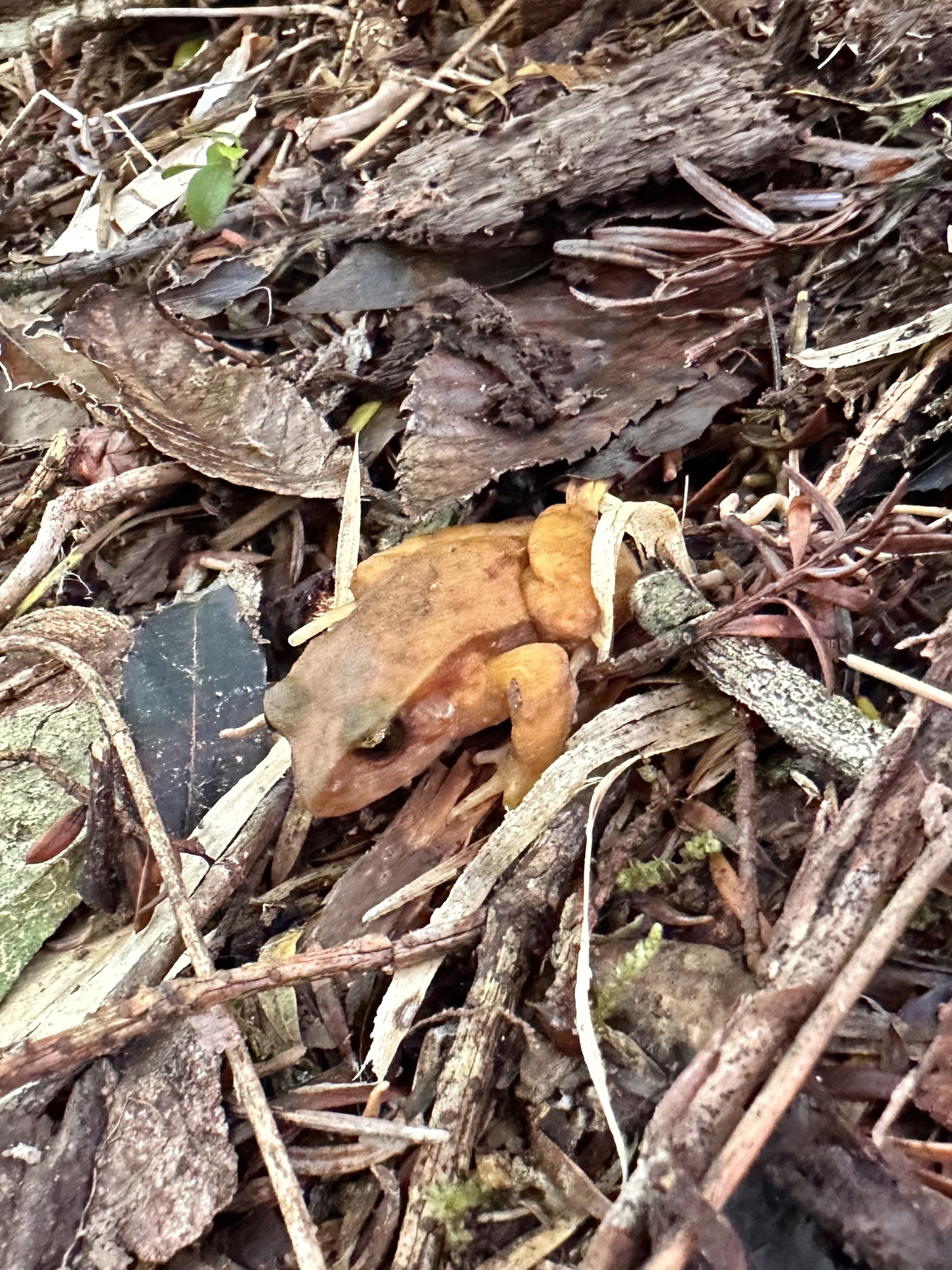 Eupsophus altor Nuñez, Rabanal & Formas, 2012