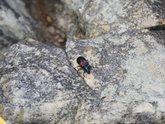 Astylus aulicus