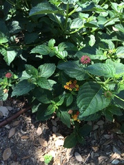 Lantana montevidensis