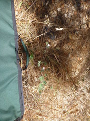 Acmispon americanus americanus