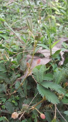 Mimosa pudica