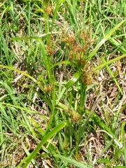 Rhynchospora corniculata