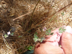 Acmispon americanus americanus