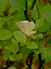 Cepphis advenaria