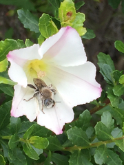 Diadasia bituberculata