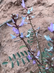 Astragalus preussii