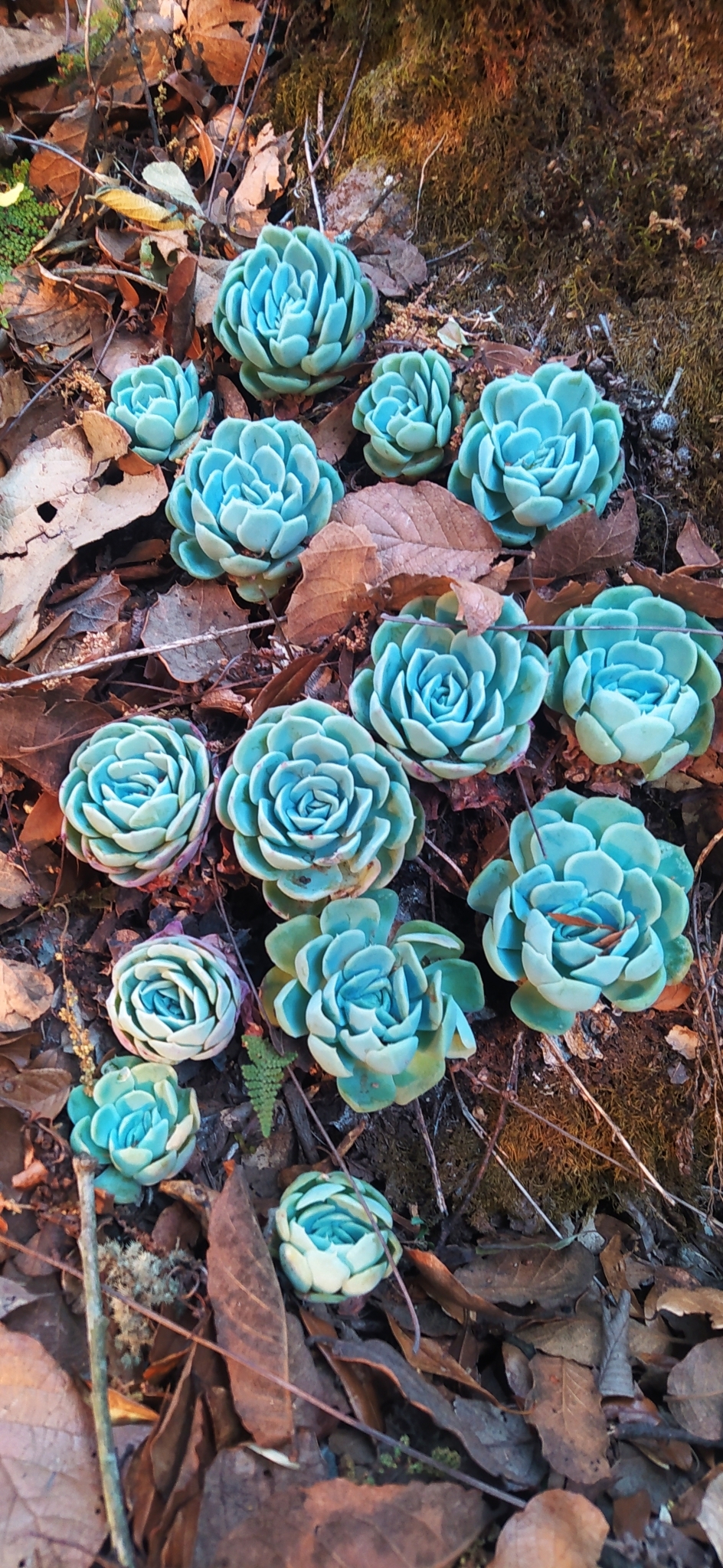 Mexican Snowball (Echeveria elegans)