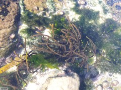 Brassicophycus sisymbrioides