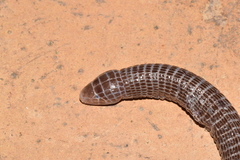Blanus cinereus