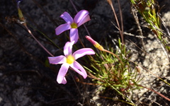 Oxalis polyphylla