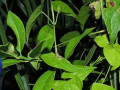 Pristimantis omeviridis