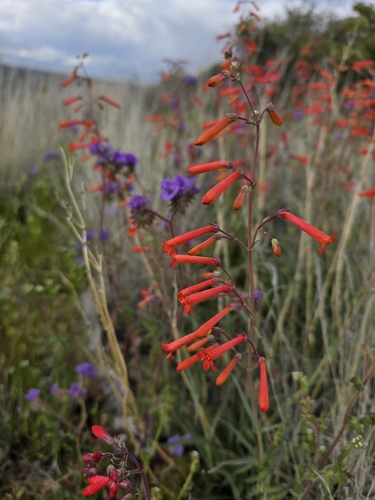 Image of Penstemon subulatus by (c) Kate Crowell Walker, some rights reserved (CC BY)