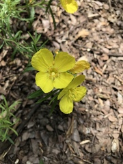 Oenothera serrulata