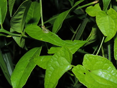Pristimantis omeviridis