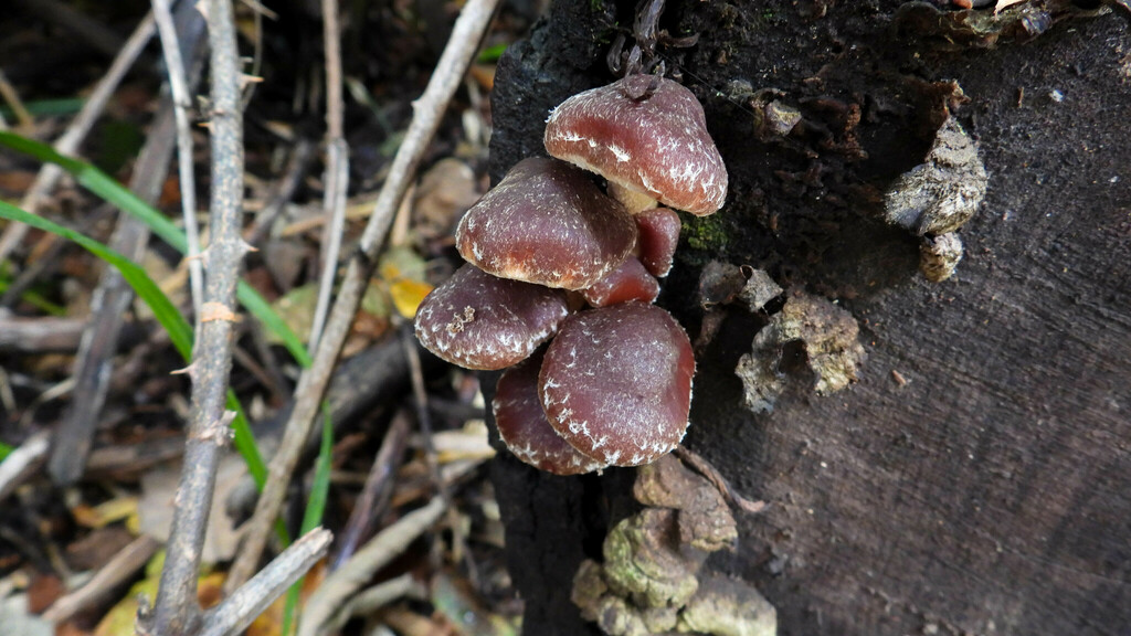 Hypholoma brunneum · April 2024 · photo: © ariadnat (iNaturalist, cc-by)