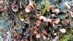 Peltigera ponojensis